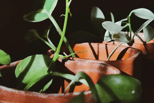 النباتات المتصلبة