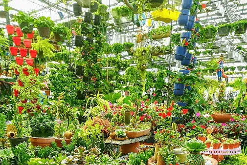 النطاق الواسع